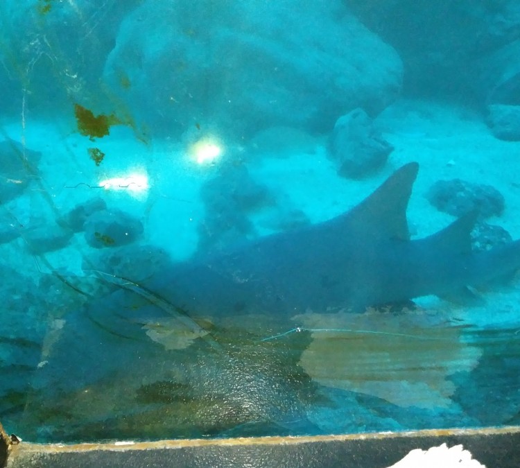 tarpon-springs-aquarium-and-animal-sanctuary-photo